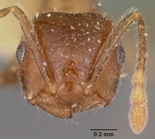 Crematogaster kelleri - CASENT0104593