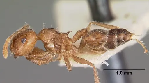 Crematogaster kelleri - CASENT0104593