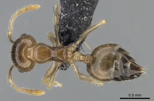 Crematogaster kelleri - CASENT0107013