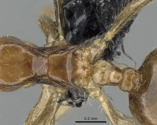 Crematogaster kelleri - CASENT0107013