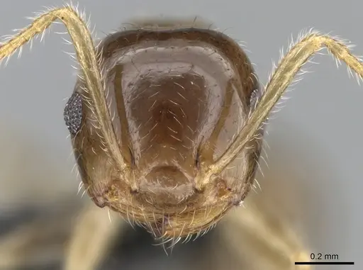 Crematogaster kelleri - CASENT0107013