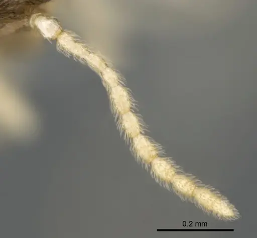 Crematogaster kelleri - CASENT0107013