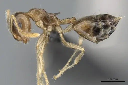 Crematogaster kelleri - CASENT0107013