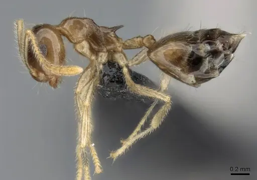 Crematogaster kelleri - CASENT0107013