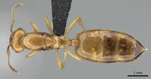 Crematogaster kelleri - CASENT0124998