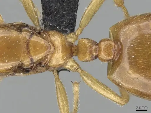 Crematogaster kelleri - CASENT0124998