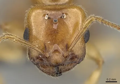 Crematogaster kelleri - CASENT0124998