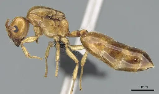 Crematogaster kelleri - CASENT0124998