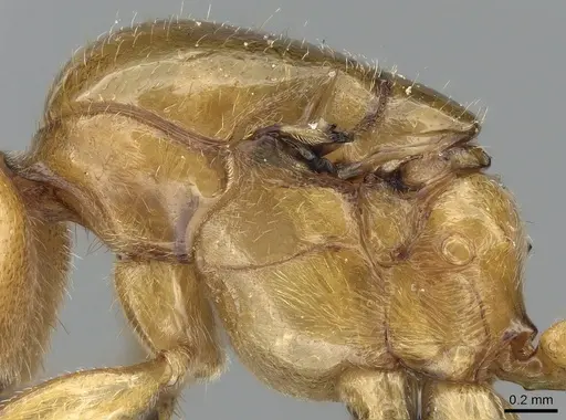 Crematogaster kelleri - CASENT0124998