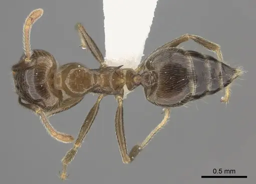 Crematogaster kelleri - CASENT0193255