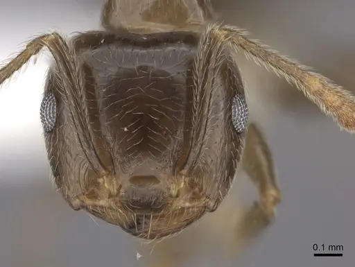 Crematogaster kelleri - CASENT0193255