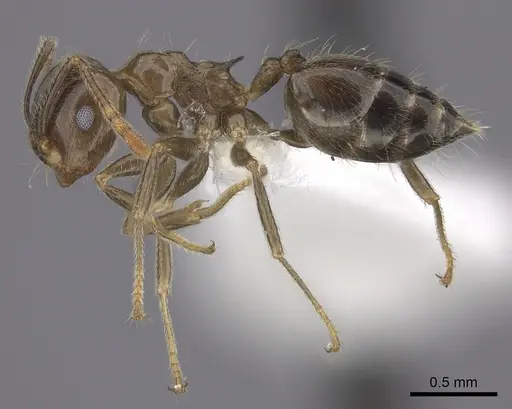 Crematogaster kelleri - CASENT0193255