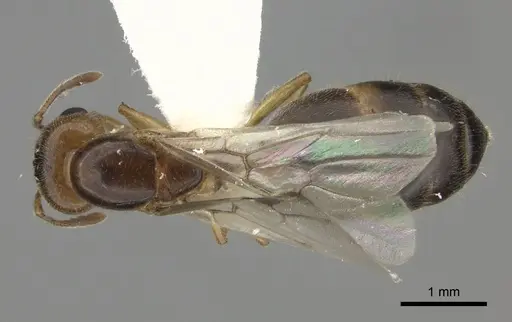 Crematogaster kelleri - CASENT0193256