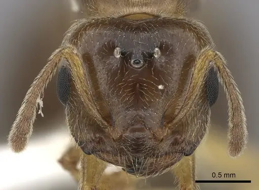 Crematogaster kelleri - CASENT0193256