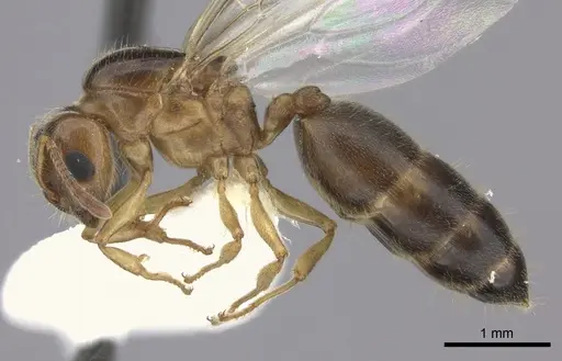 Crematogaster kelleri - CASENT0193256