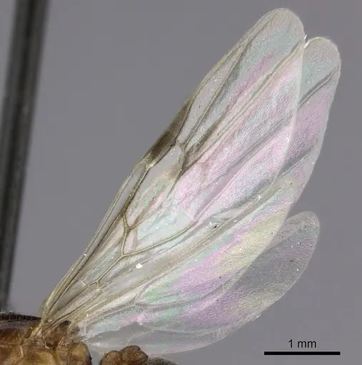 Crematogaster kelleri - CASENT0193256