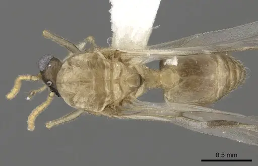 Crematogaster kelleri - CASENT0193257