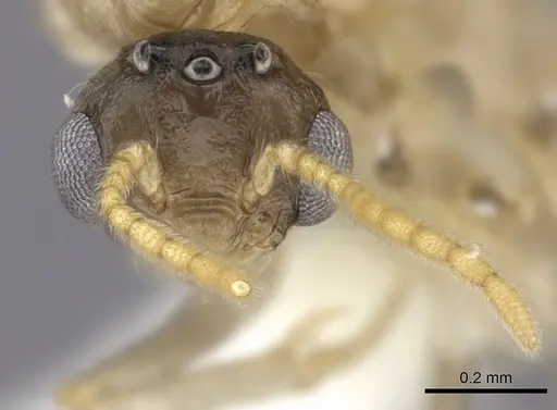 Crematogaster kelleri - CASENT0193257