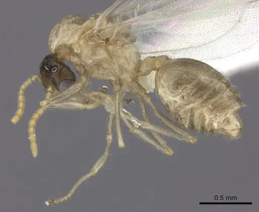 Crematogaster kelleri - CASENT0193257