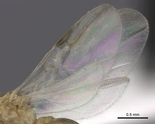 Crematogaster kelleri - CASENT0193257