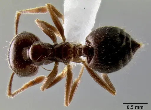 Crematogaster kelleri - CASENT0193264