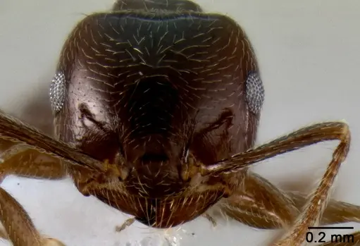 Crematogaster kelleri - CASENT0193264