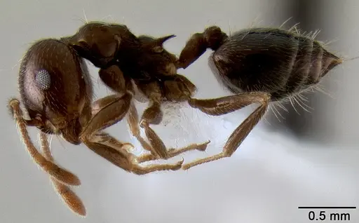 Crematogaster kelleri - CASENT0193264