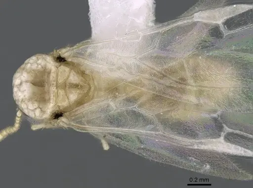 Crematogaster kelleri - CASENT0193283