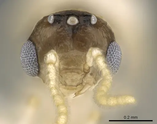 Crematogaster kelleri - CASENT0193283