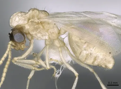 Crematogaster kelleri - CASENT0193283