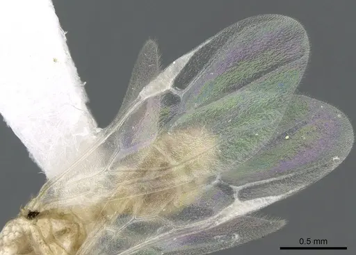 Crematogaster kelleri - CASENT0193283