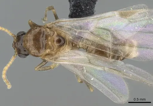 Crematogaster kelleri - CASENT0317629