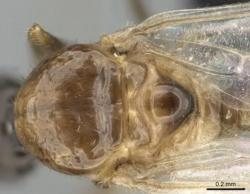 Crematogaster kelleri - CASENT0317629