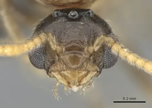 Crematogaster kelleri - CASENT0317629