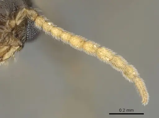 Crematogaster kelleri - CASENT0317629