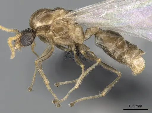 Crematogaster kelleri - CASENT0317629