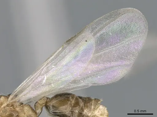 Crematogaster kelleri - CASENT0317629