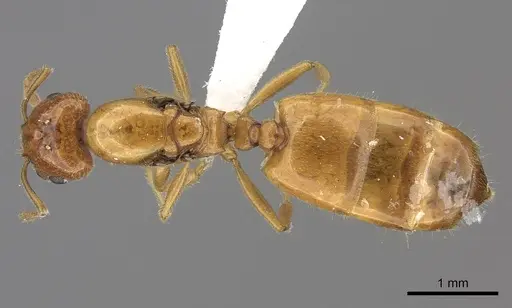 Crematogaster kelleri - CASENT0437340