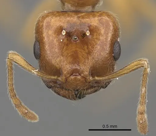 Crematogaster kelleri - CASENT0437340