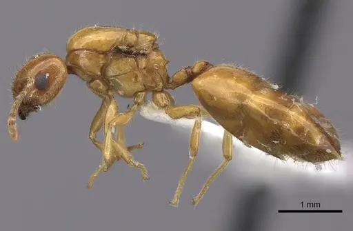 Crematogaster kelleri - CASENT0437340