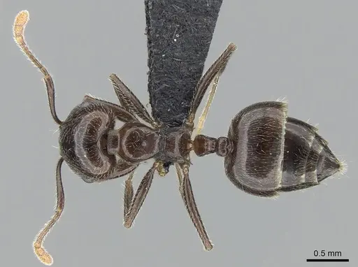 Crematogaster kelleri - CASENT0454305