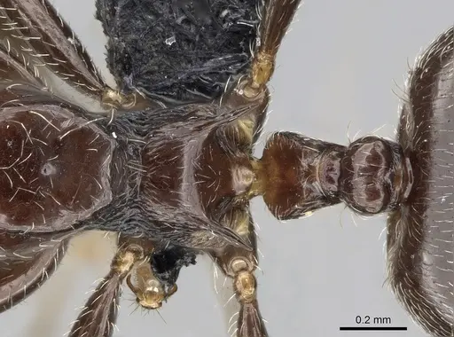 Crematogaster kelleri - CASENT0454305