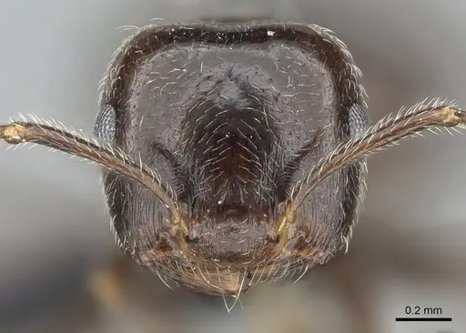 Crematogaster kelleri - CASENT0454305