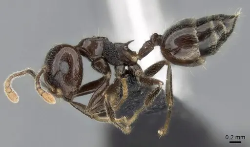 Crematogaster kelleri - CASENT0454305