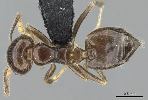 Crematogaster kelleri - CASENT0466090