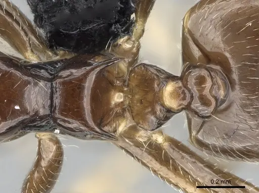 Crematogaster kelleri - CASENT0466090