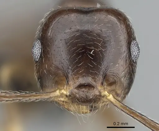 Crematogaster kelleri - CASENT0466090