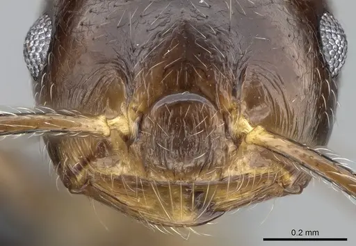 Crematogaster kelleri - CASENT0466090