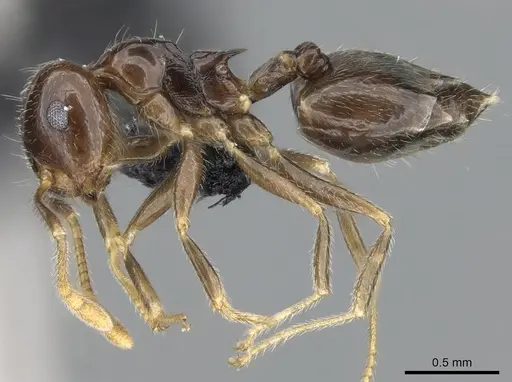 Crematogaster kelleri - CASENT0466090