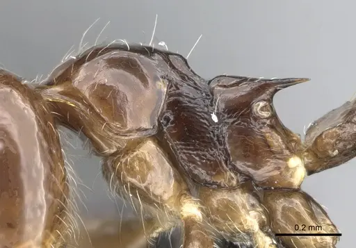 Crematogaster kelleri - CASENT0466090